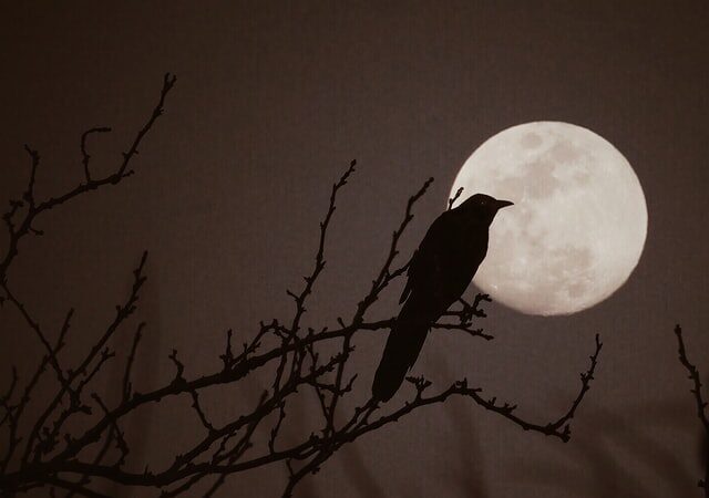 crow sitting on tree looking at bright full moon learn how to develop a full moon ritual