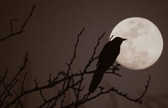 crow sitting on tree looking at bright full moon learn how to develop a full moon ritual