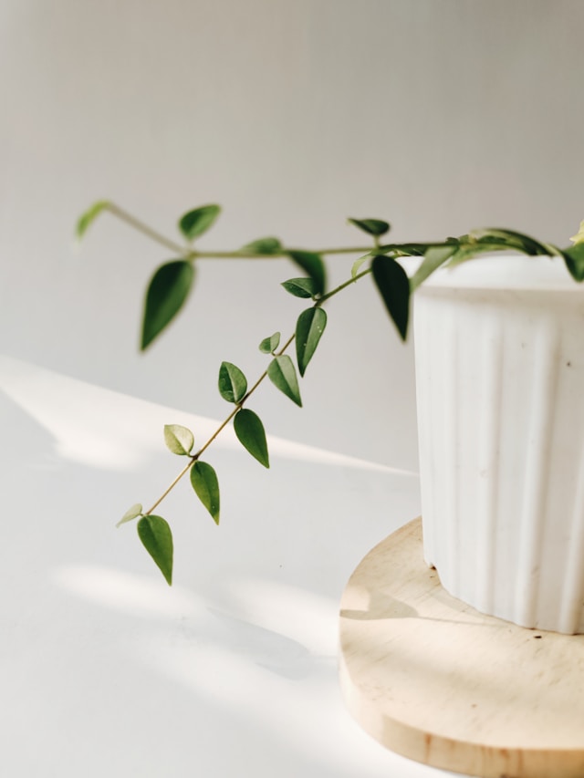 the picture shows a close up of a flow pot in light colours with a green pot plant and the blog post is about yoga room design ideas and meditation room essentials