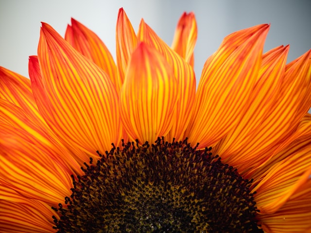 sunflower close up of upper half deep orange colour