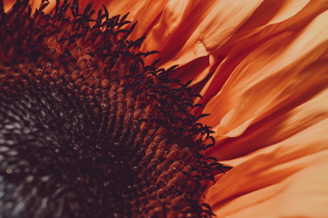 close up of sunflower in orange tones blog post is about yoga for grief