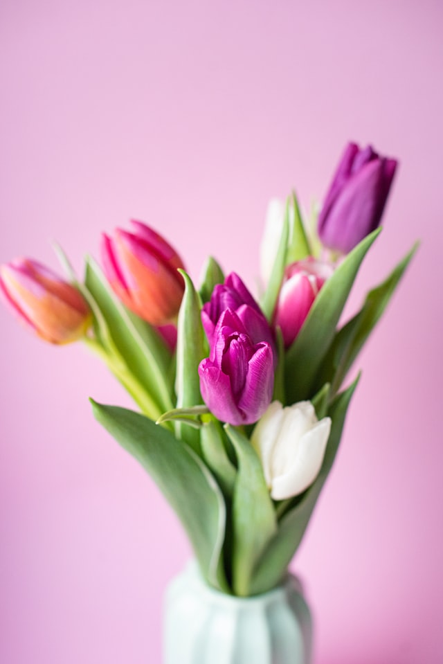 bunch of colourful tulips self-care ideas for spring