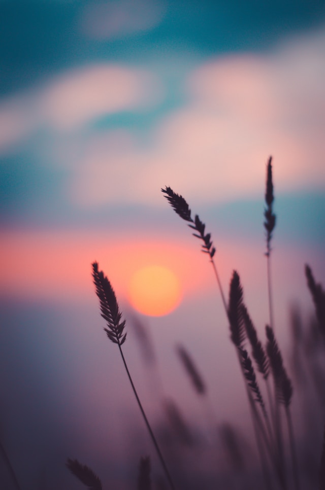 the picture shows a close up of grass and flowers with a beautiful sunset in the background and the blog post is about summer self-care ideas