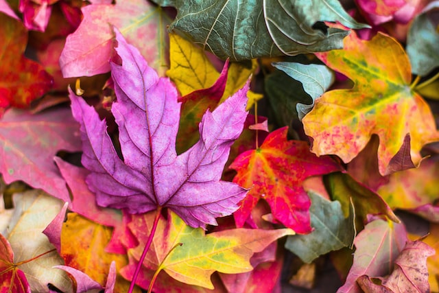selection of autumn leaves on ground beautiful autumn colours 12 self-care ideas for autumn