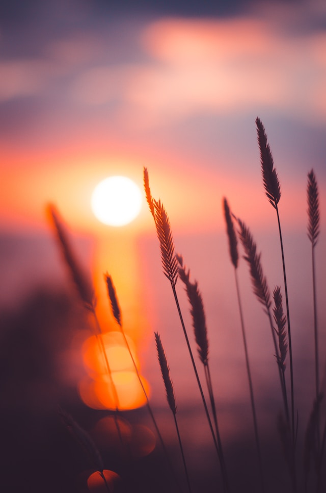 beautiful sunset setting with close up on field flowers and sunset in the background ways to treat yourself ideas watch the sunset