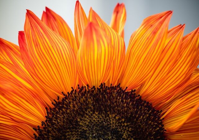picture showing close up of sunflower in bright orange colours daily gratitude journal prompts