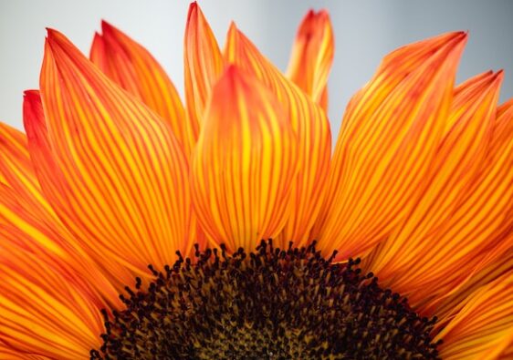 picture showing close up of sunflower in bright orange colours daily gratitude journal prompts