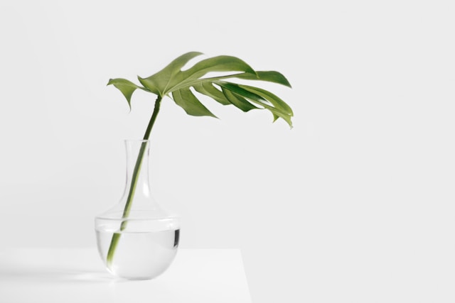 image shows a close up of a growing leaf in a glass filled with water the image is to represent minimalism and the blog post is about personal growth ideas