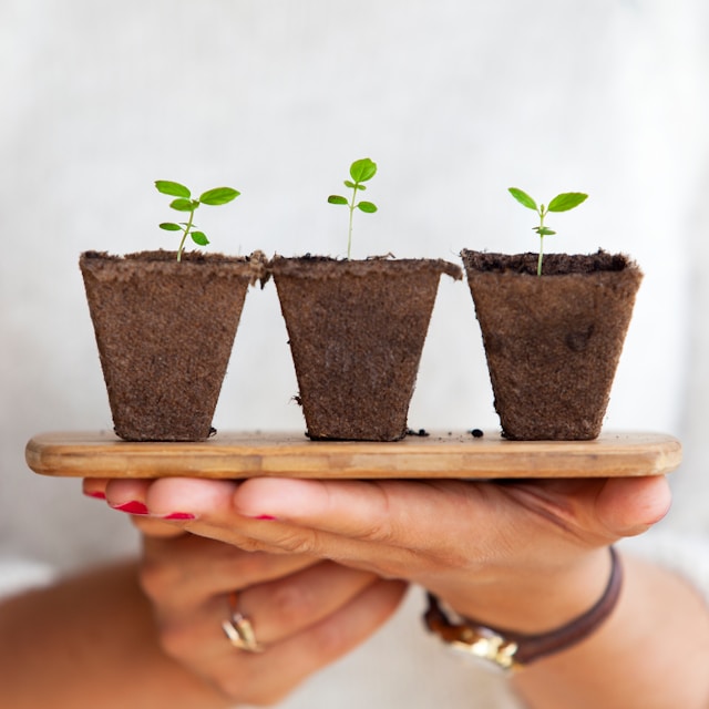 image showing a close up of three small plants held by female hands on a wooden plate blog post is about personal growth ideas